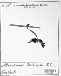 Puccinia urticata image